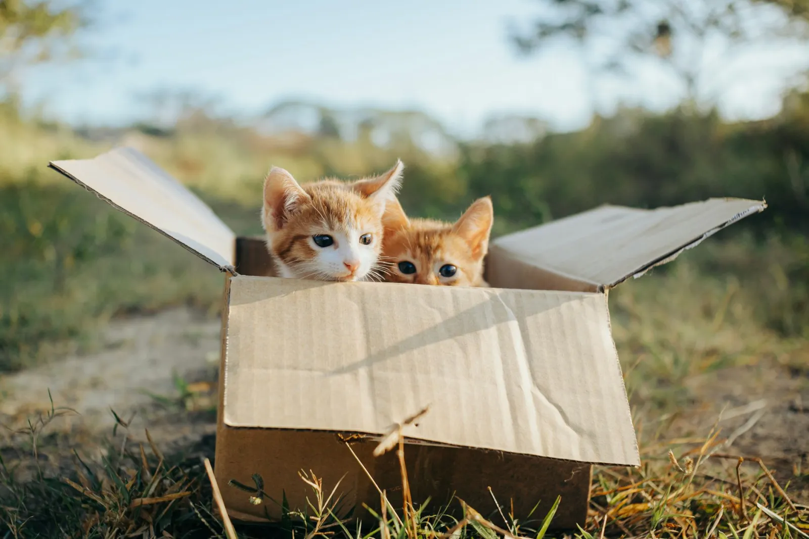 Vaschetta aperta o chiusa per gatti: quale scegliere?