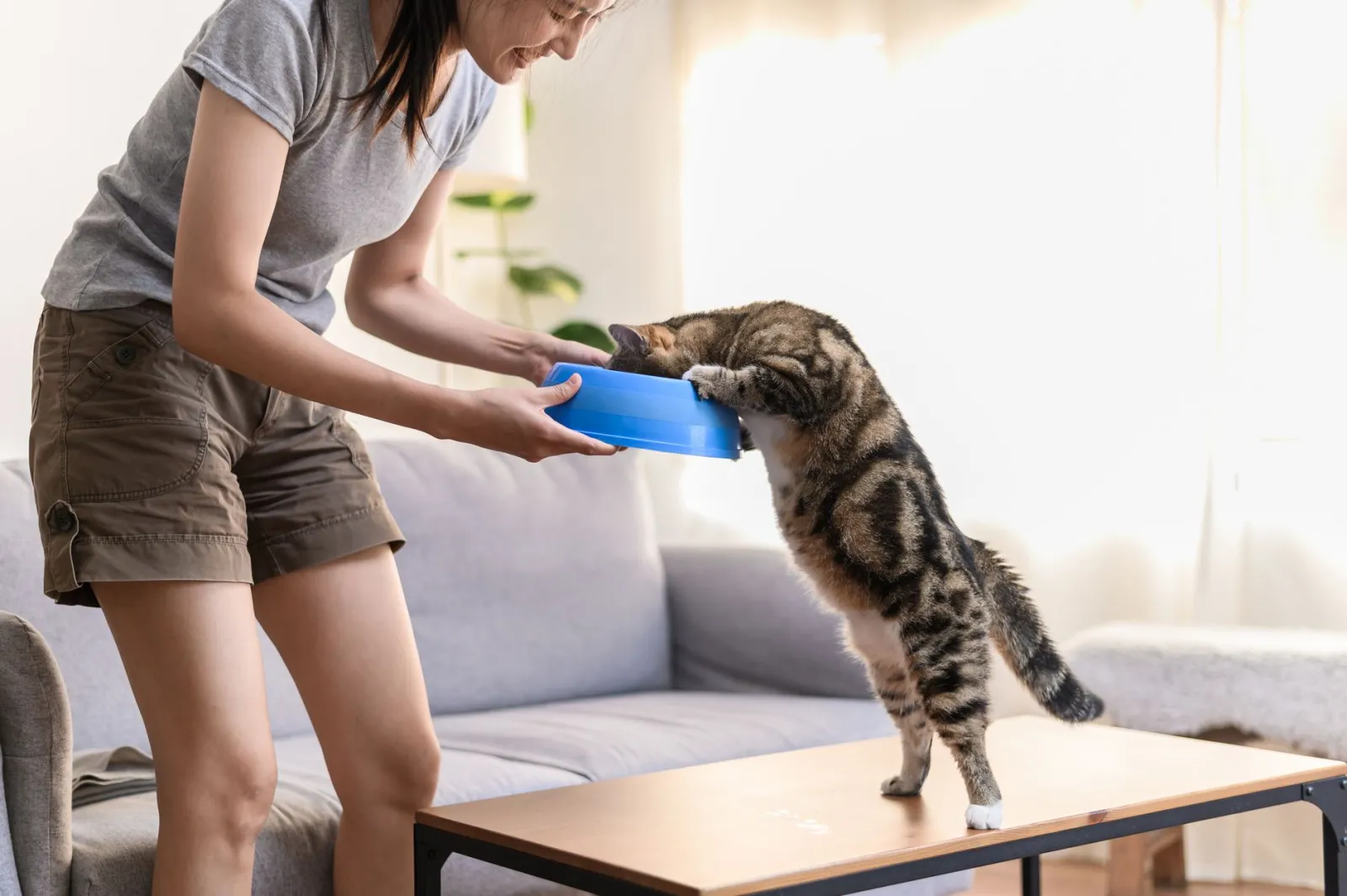 gatto che mangia dalla ciotola