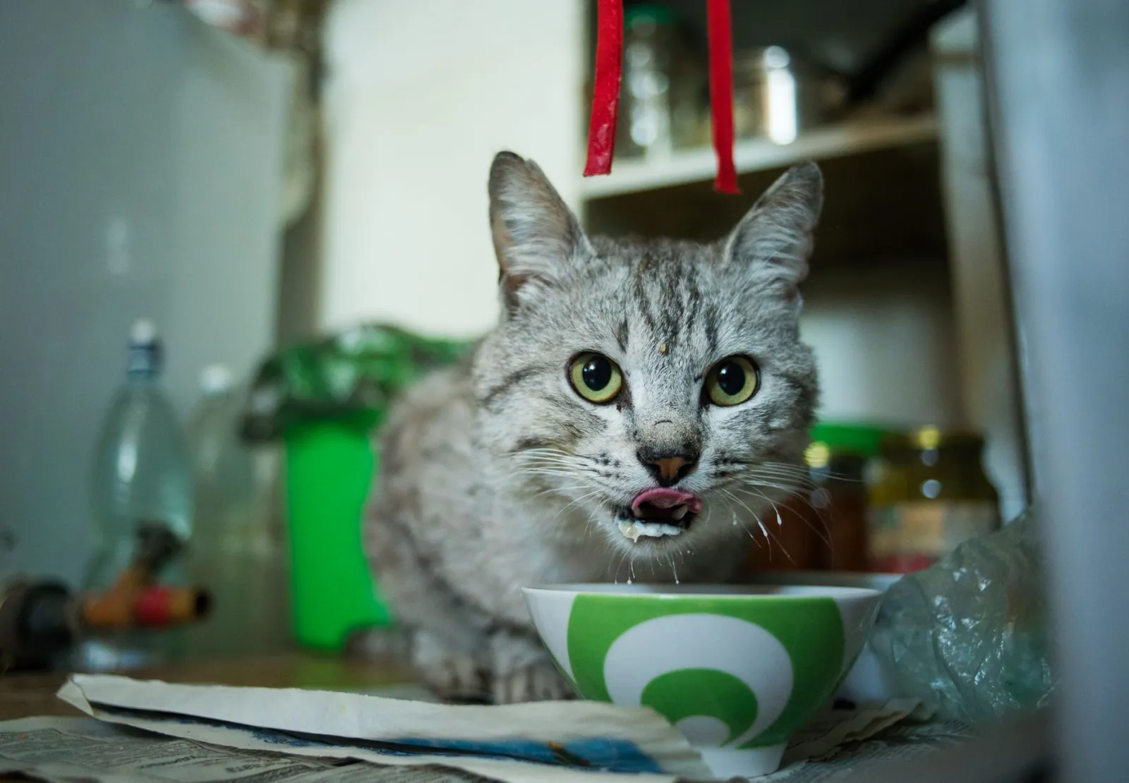 gatto che mangia dalla ciotola