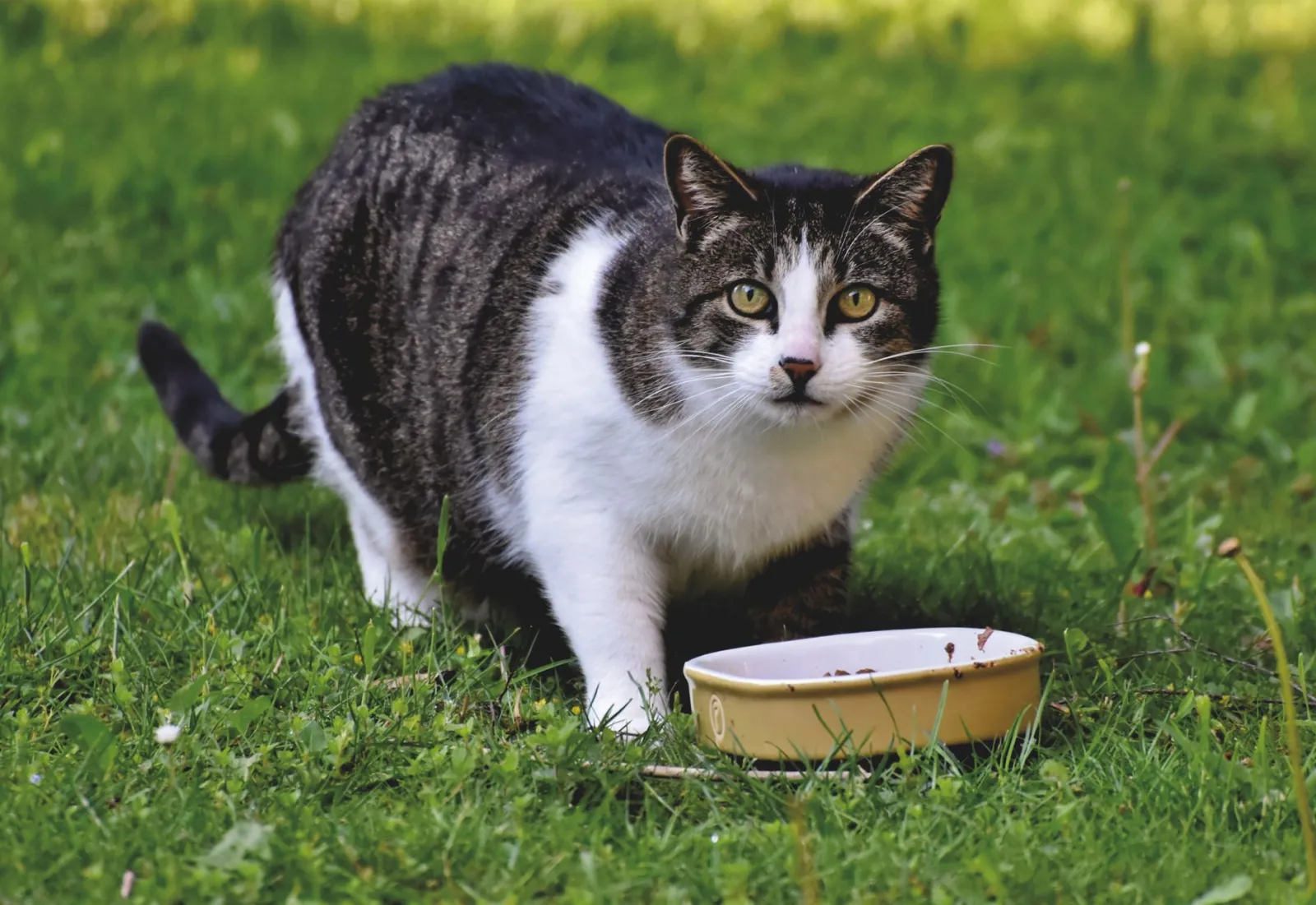 ciotola per cibo per gatti