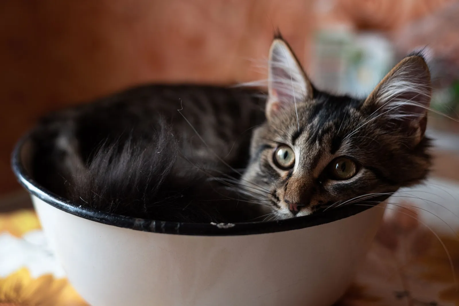 ciotola portatile per gatti