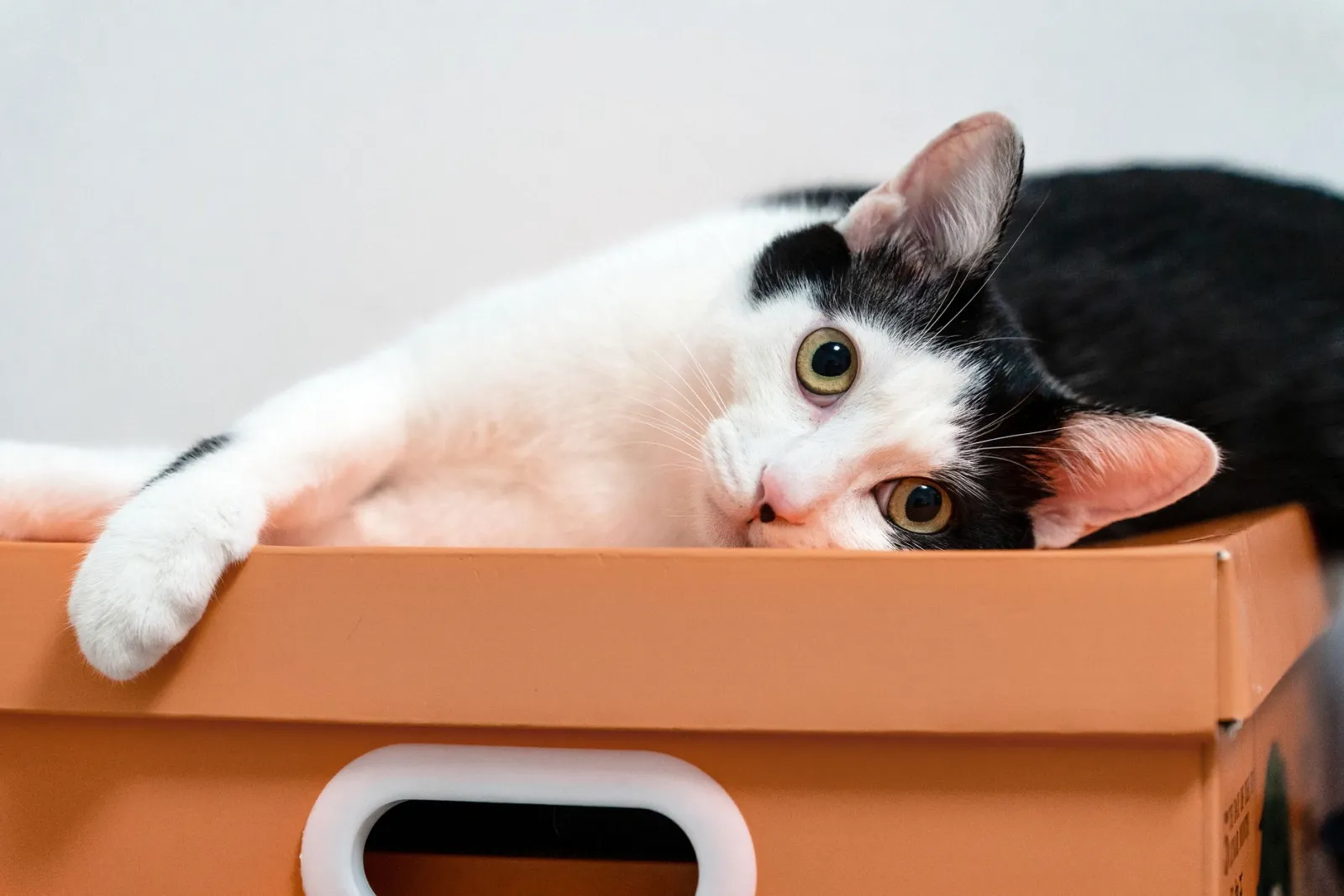 lettiera per gatti