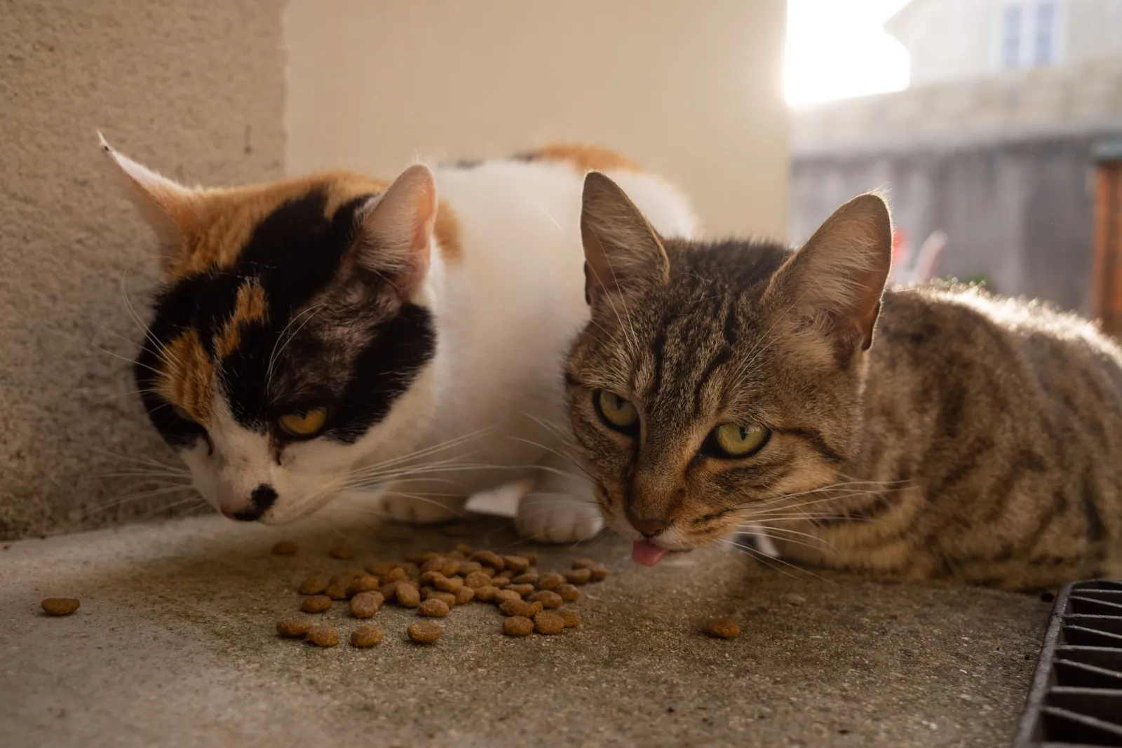 ciotole per il cibo del gatto
