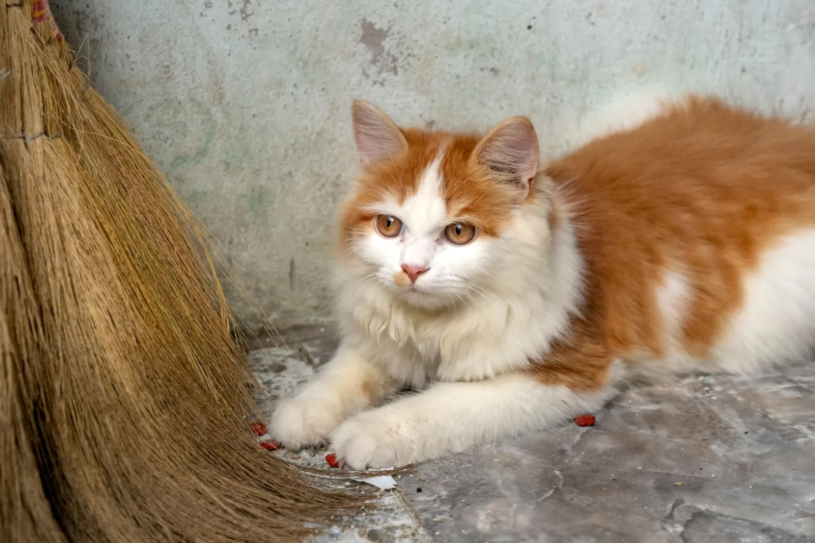 pulizia della lettiera del gatto
