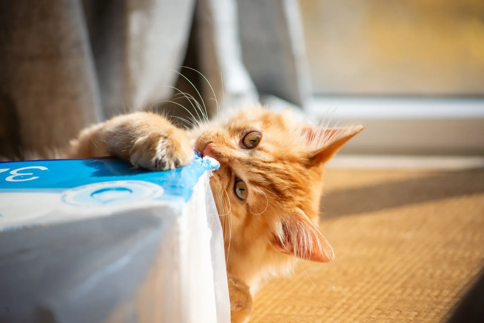 pulizia della lettiera del gatto