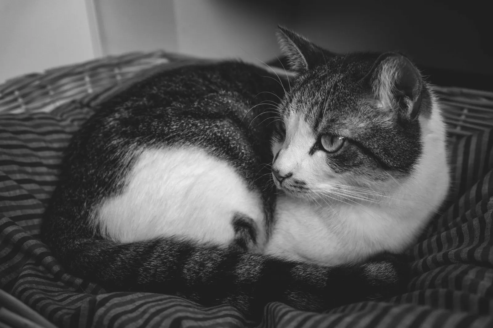 cuccia in vimini per gatti