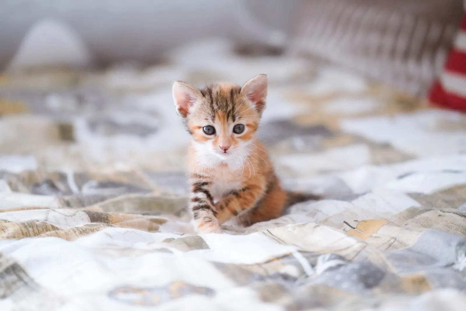 lavaggio della cuccia per gatti