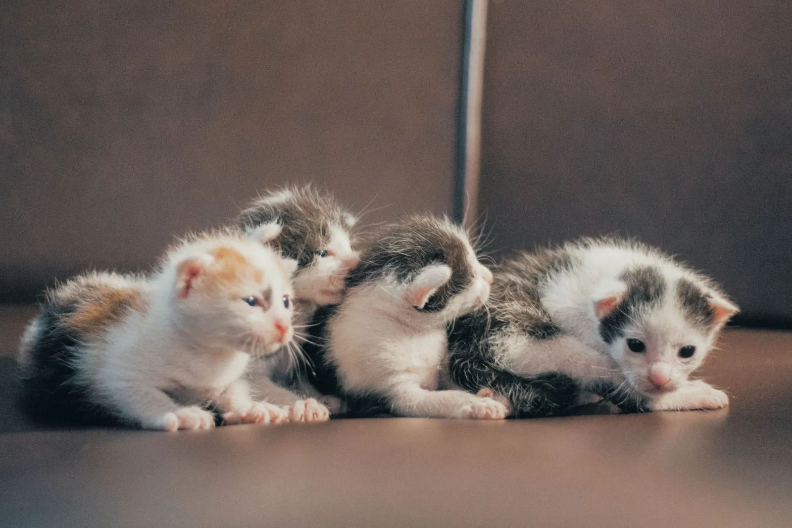 confronto tra lettiere per gatti