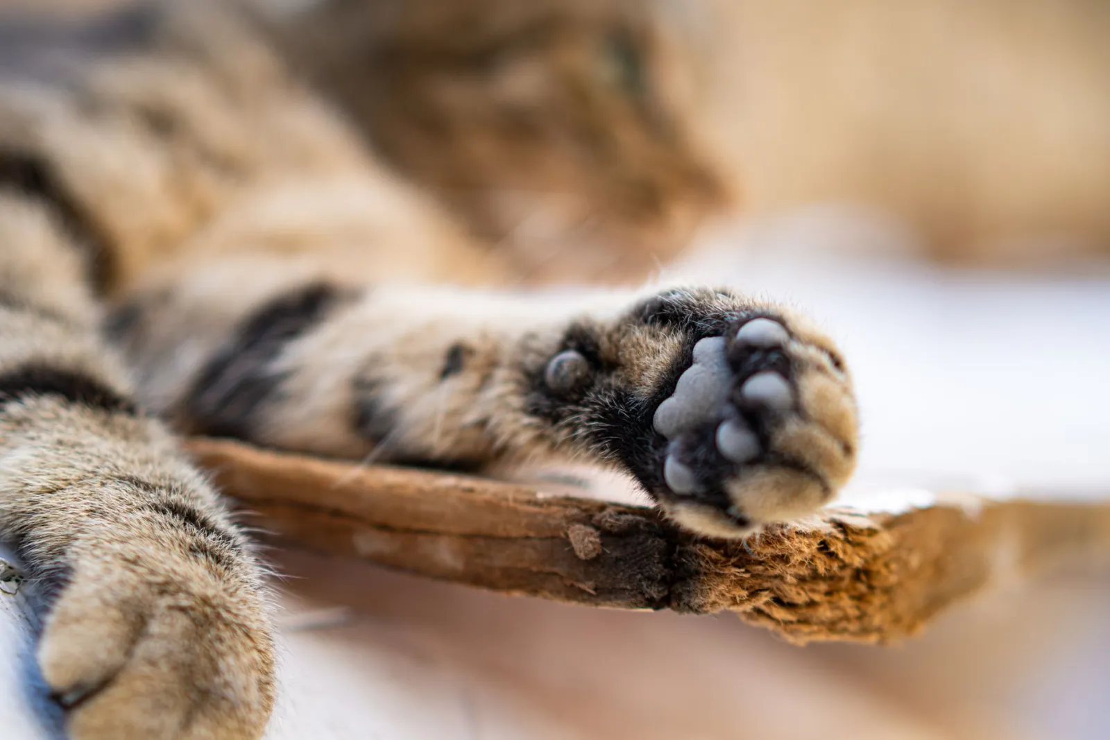 lettiera per gatti incastrata nelle zampe