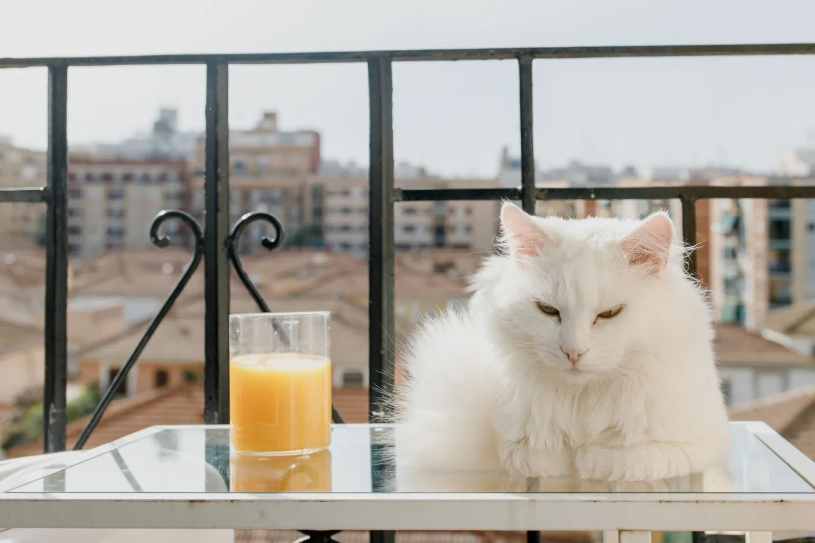 gatto che beve dalla fontanella