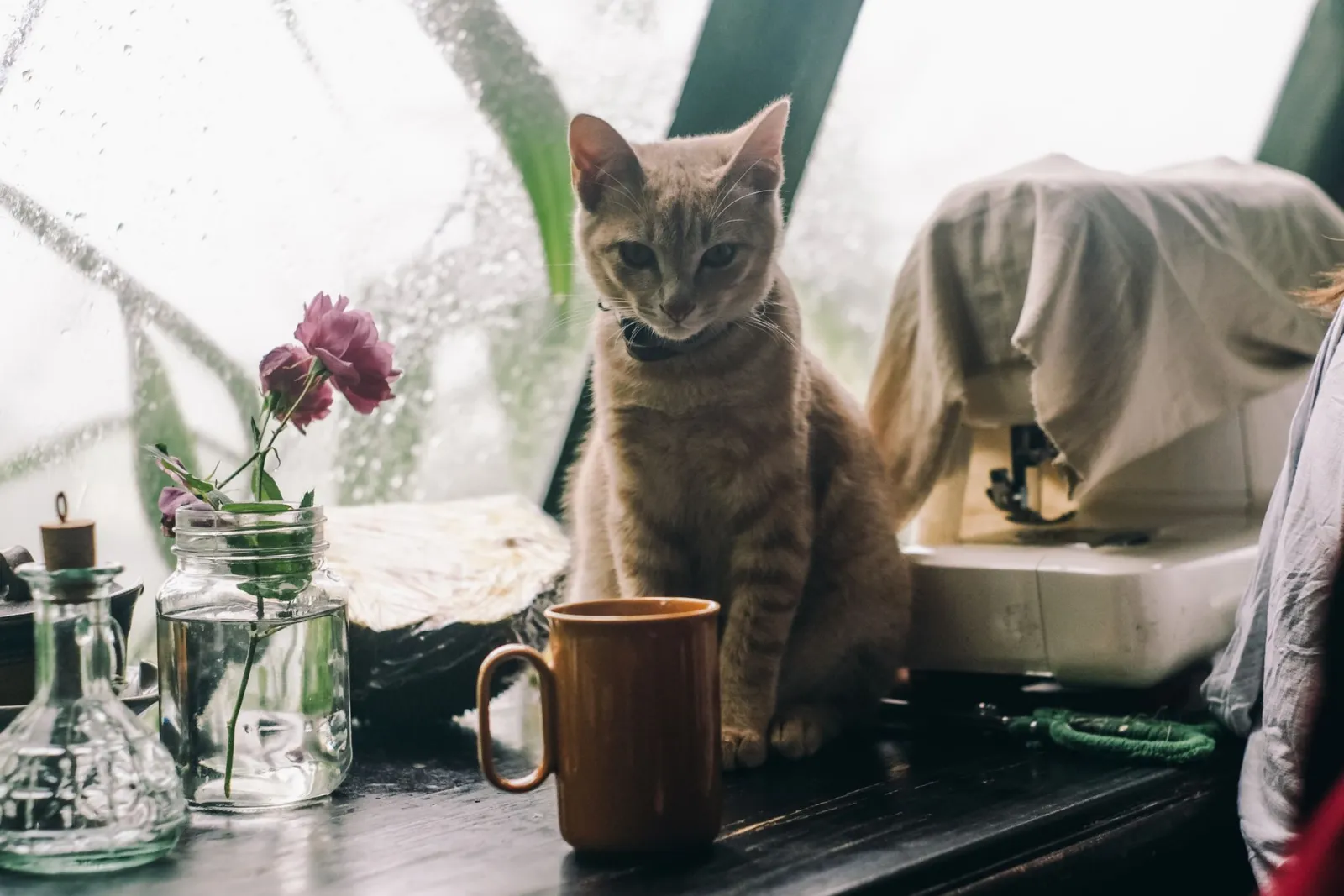 gatto che beve dalla fontanella