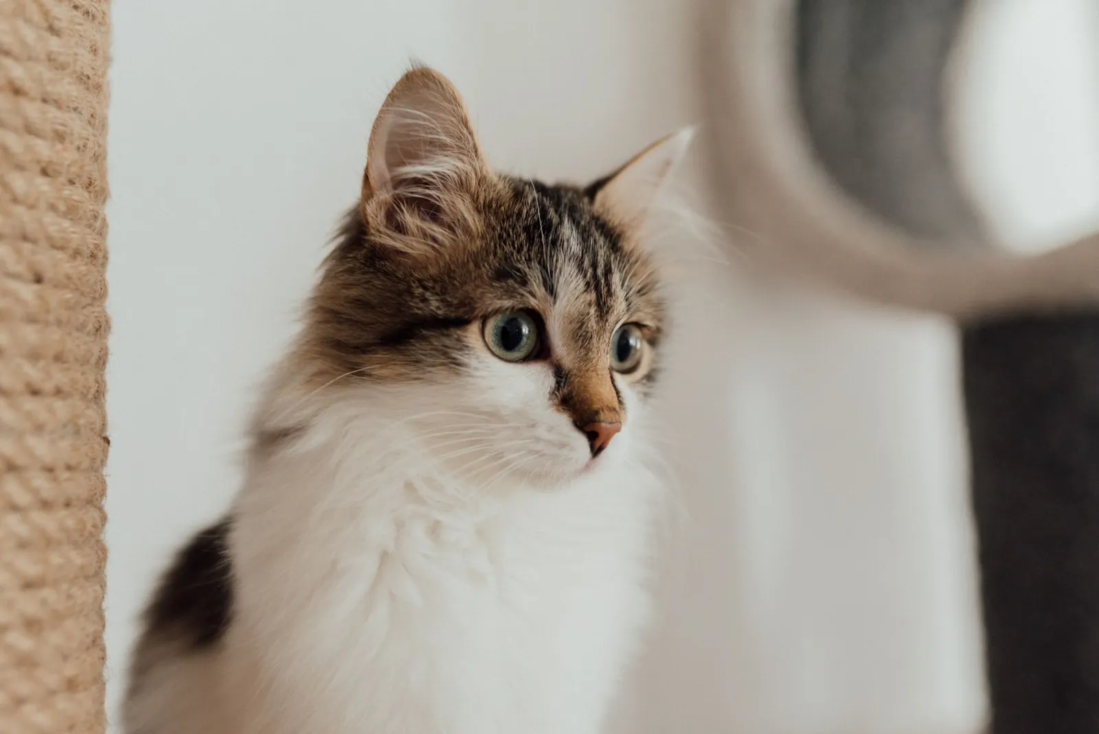Sisal o moquette per l’albero del gatto?