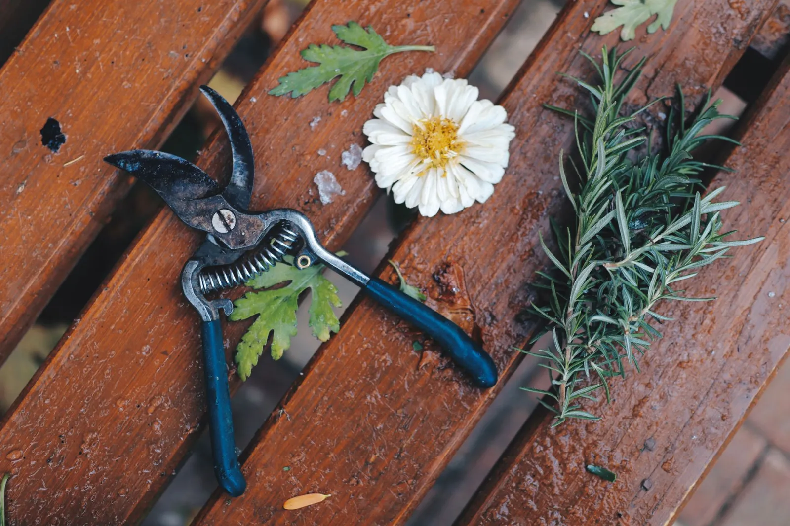 attrezzi per orto di erbe aromatiche
