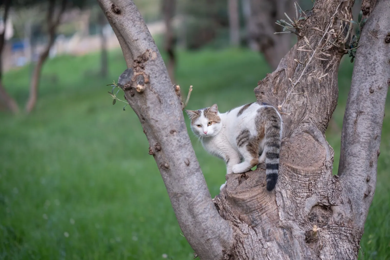 Perché l’albero per gatti è traballante e come risolvere?