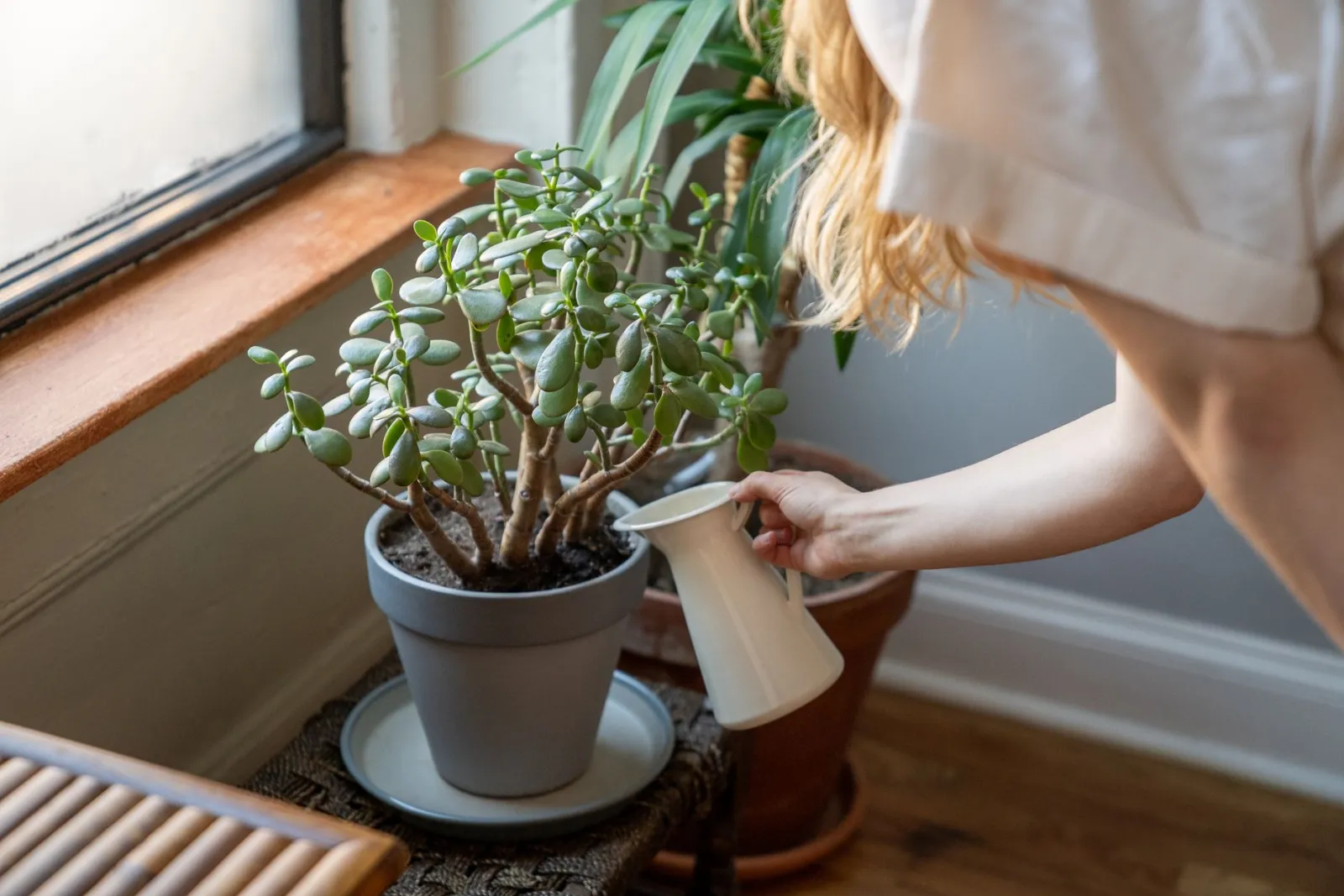 cura delle piante da appartamento