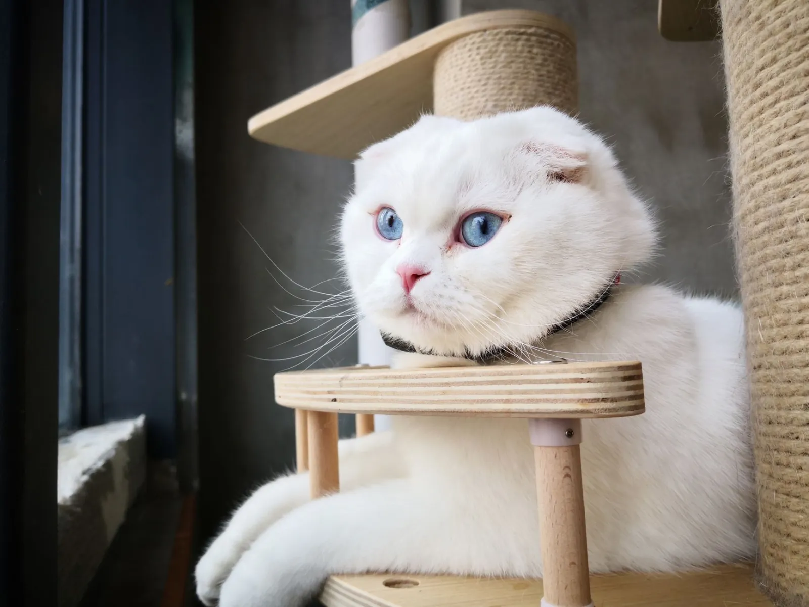 albero per gatti in appartamento