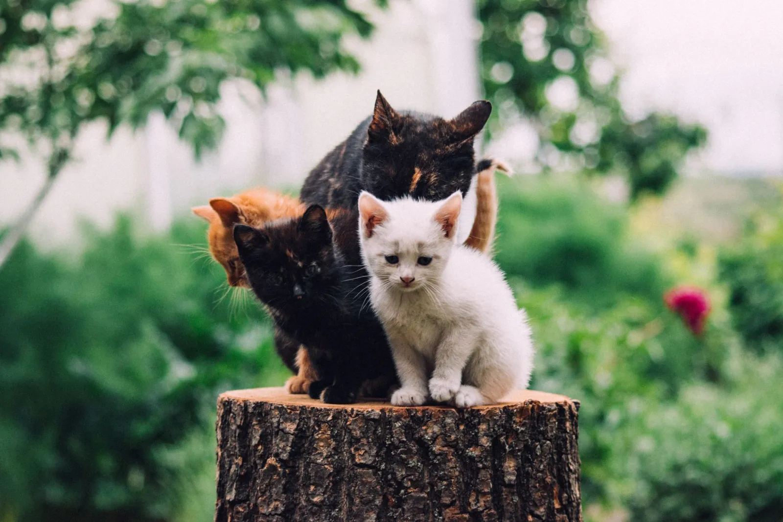 gattino sull'albero per gatti