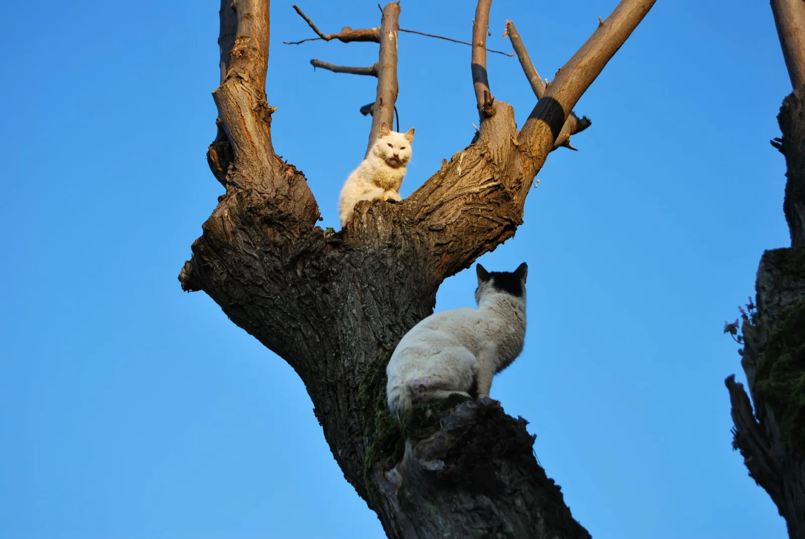 albero per gatti