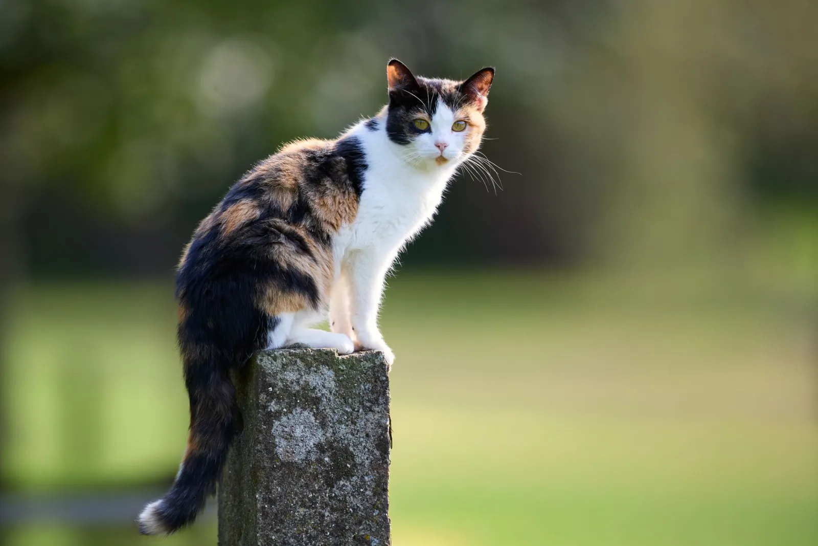tiragraffi per gatti
