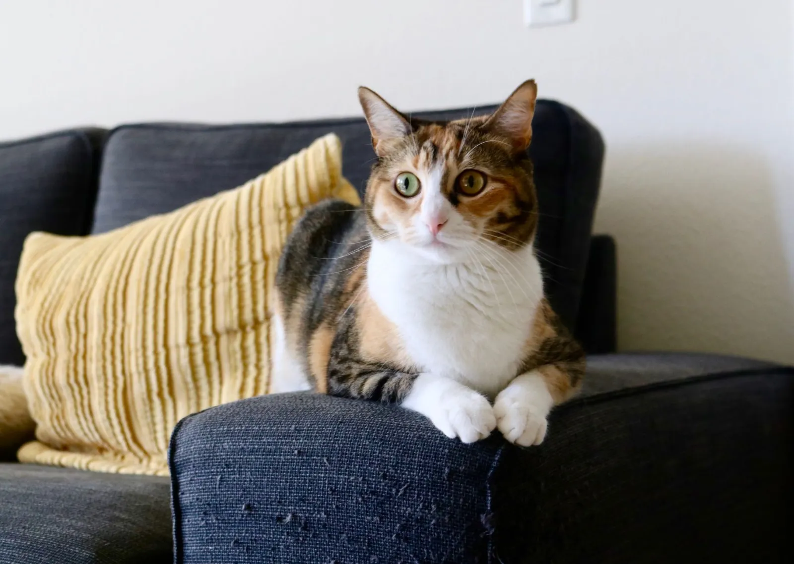 Tiragraffi gatto