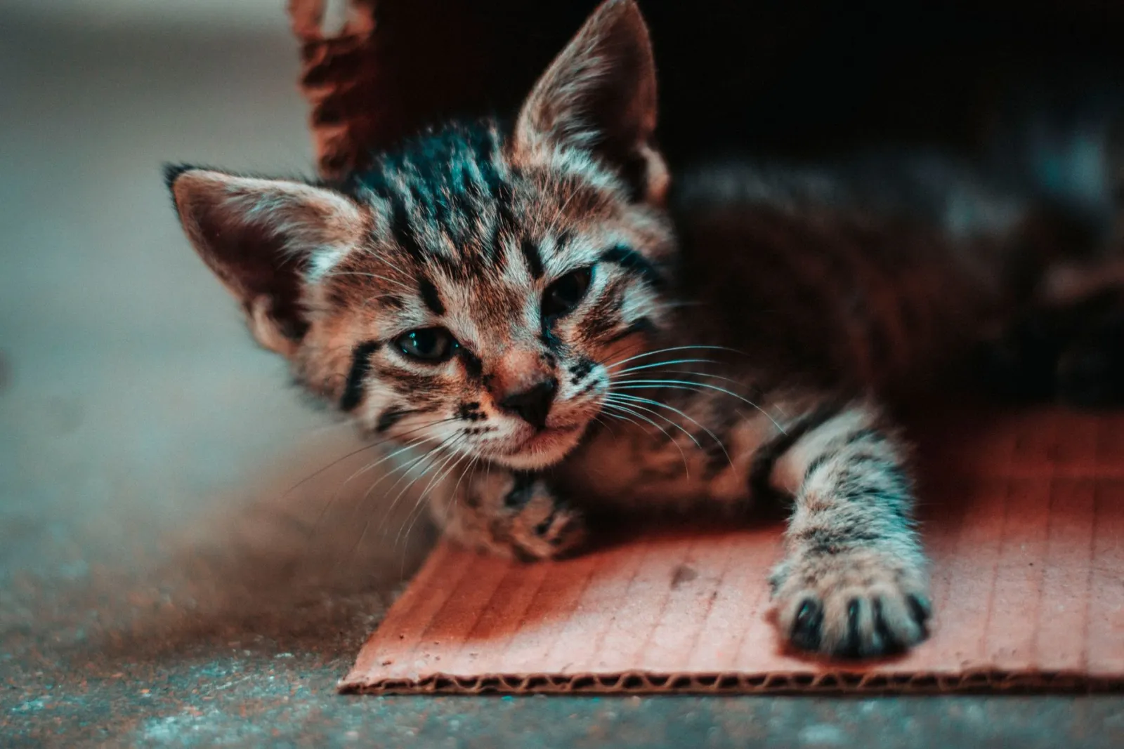gatto che graffia cartone