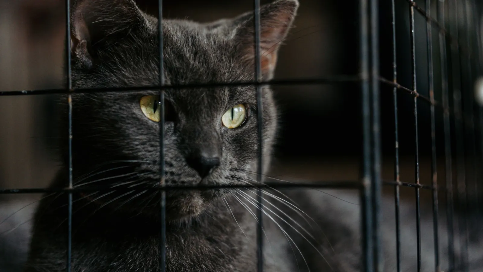 gabbia trasportino per gatti