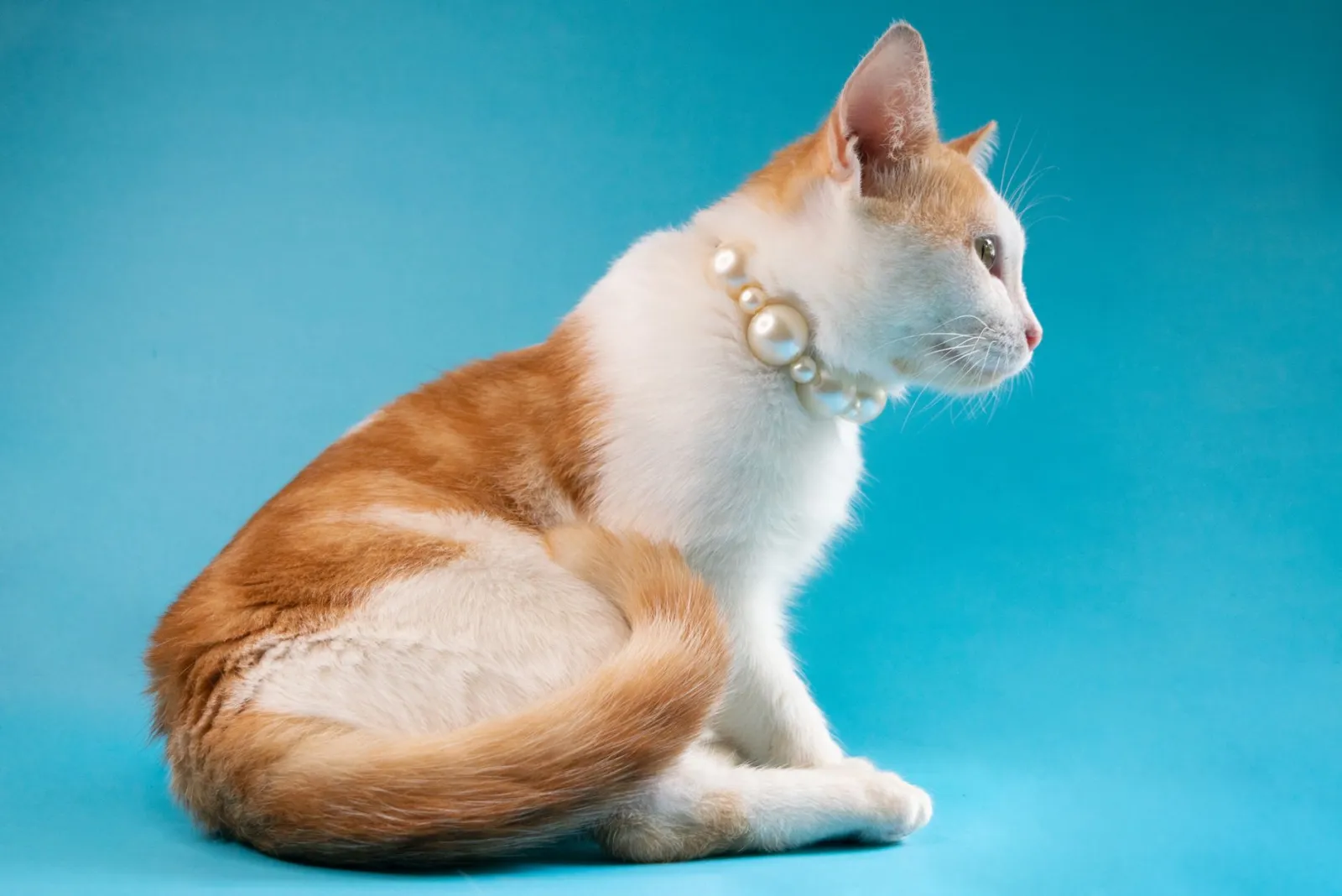 accessori da viaggio per gatti