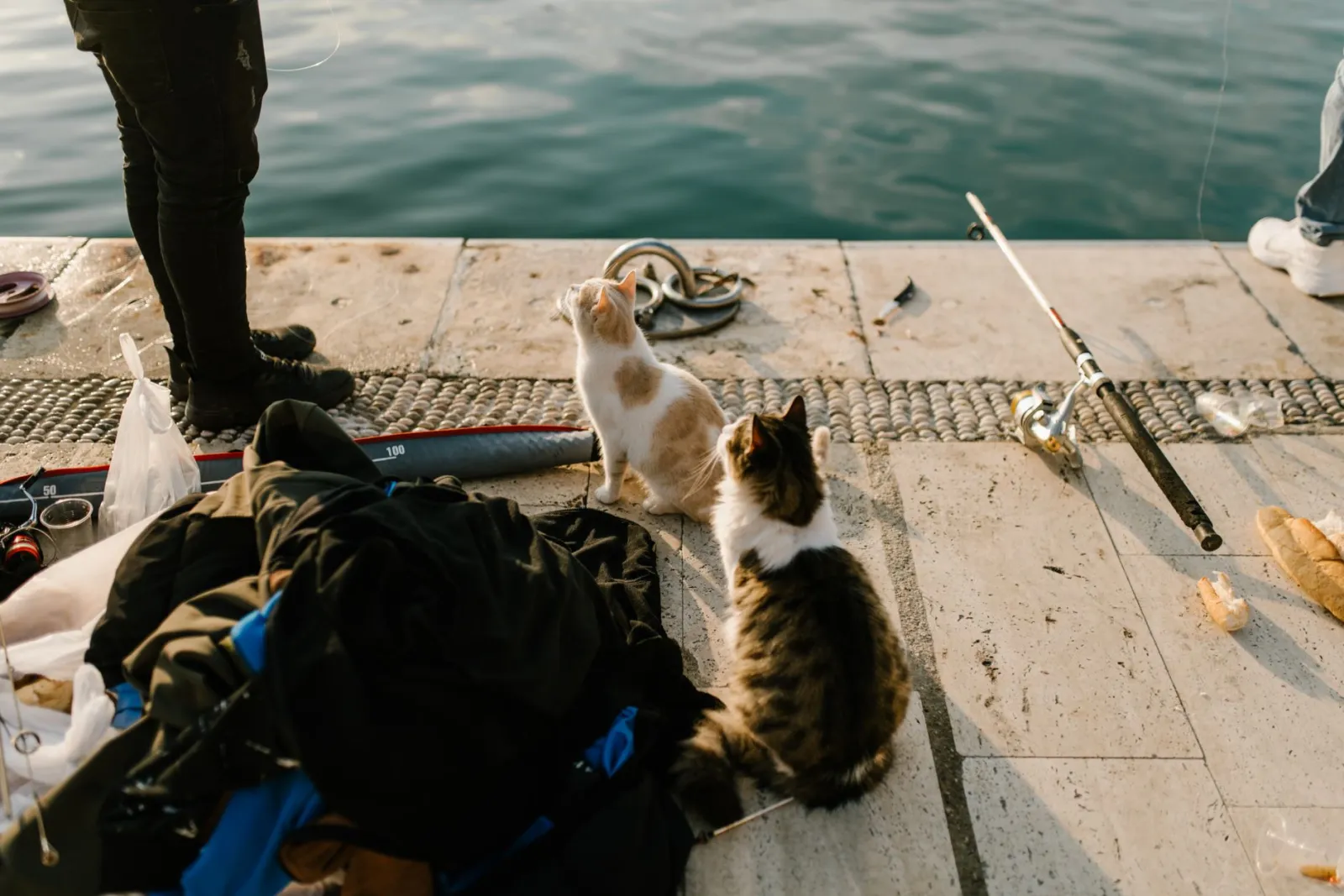 gatto che gioca con la canna da pesca