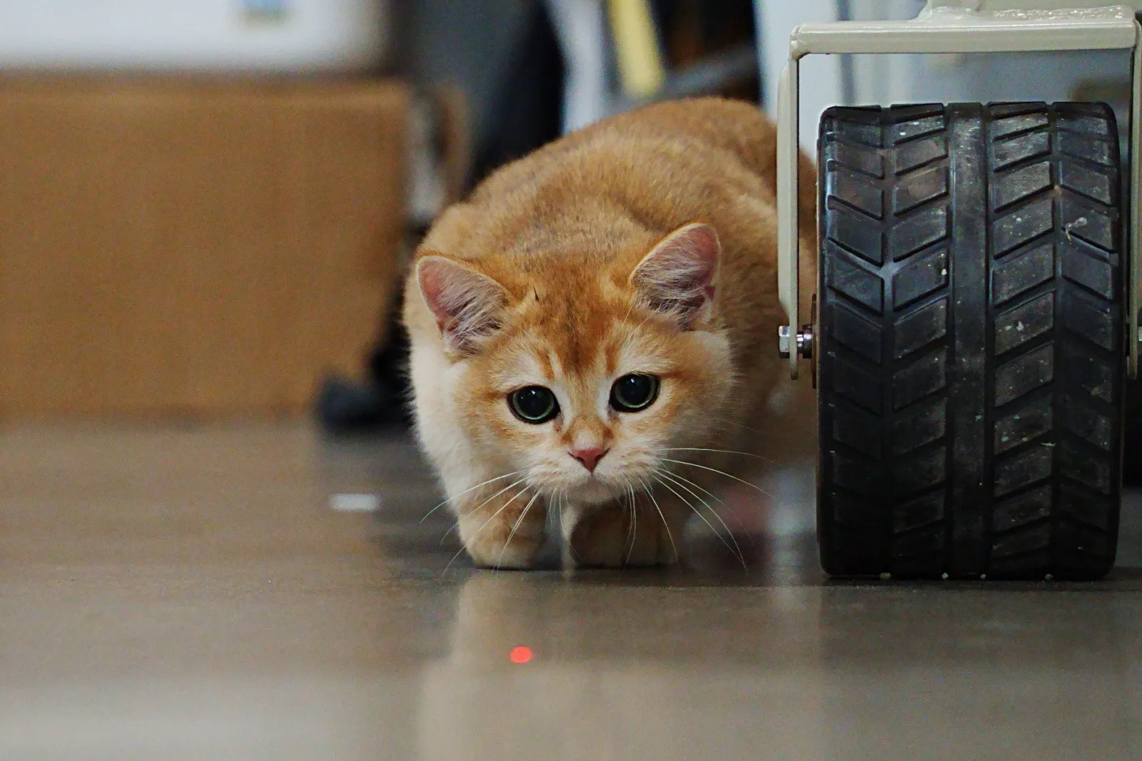 gatto che gioca col puntatore laser