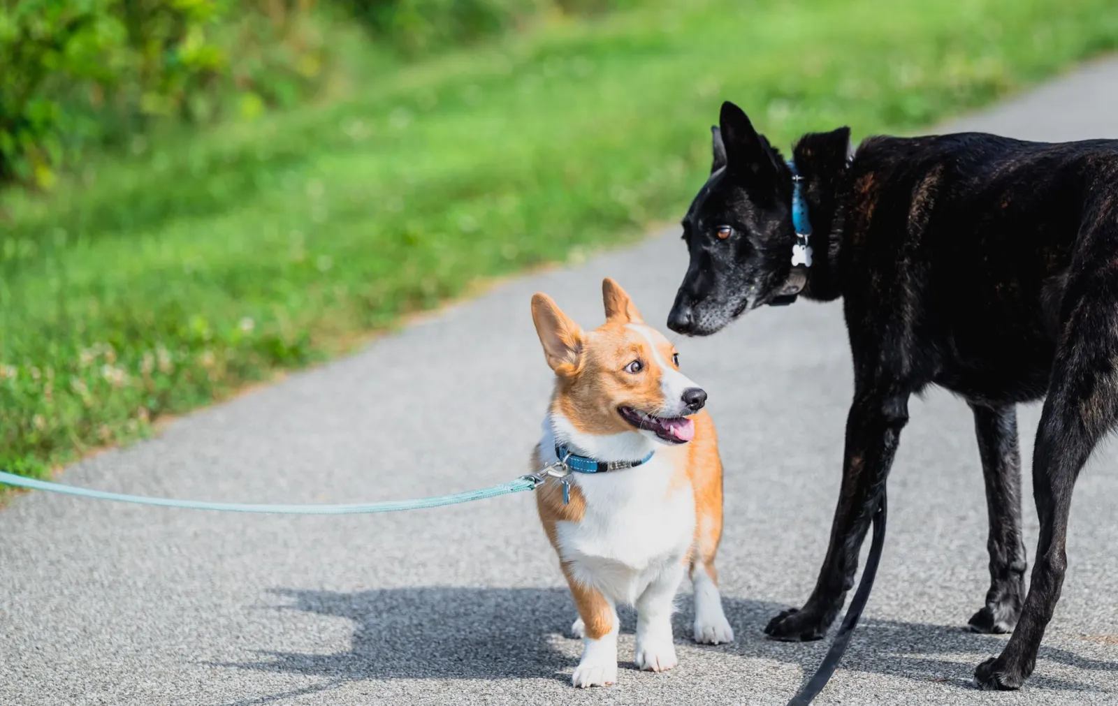 guinzaglio estensibile per cani
