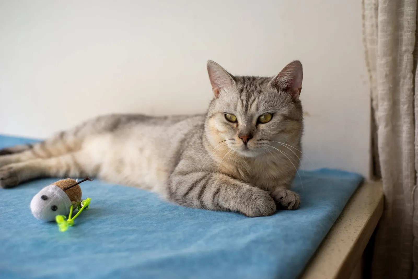Snack ludici per gatto: come scegliere i più stimolanti
