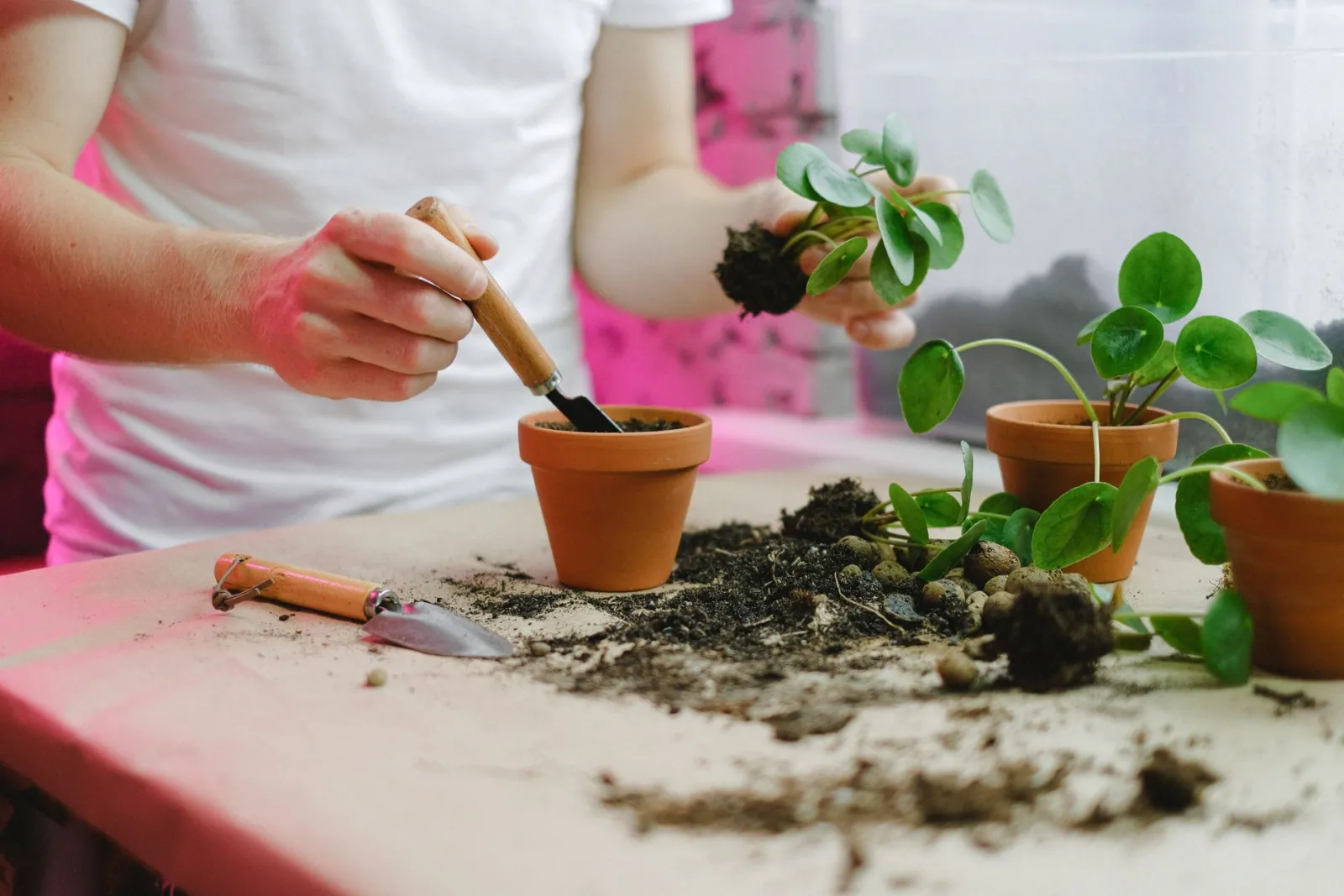 Piante da interno: come scegliere le migliori per casa