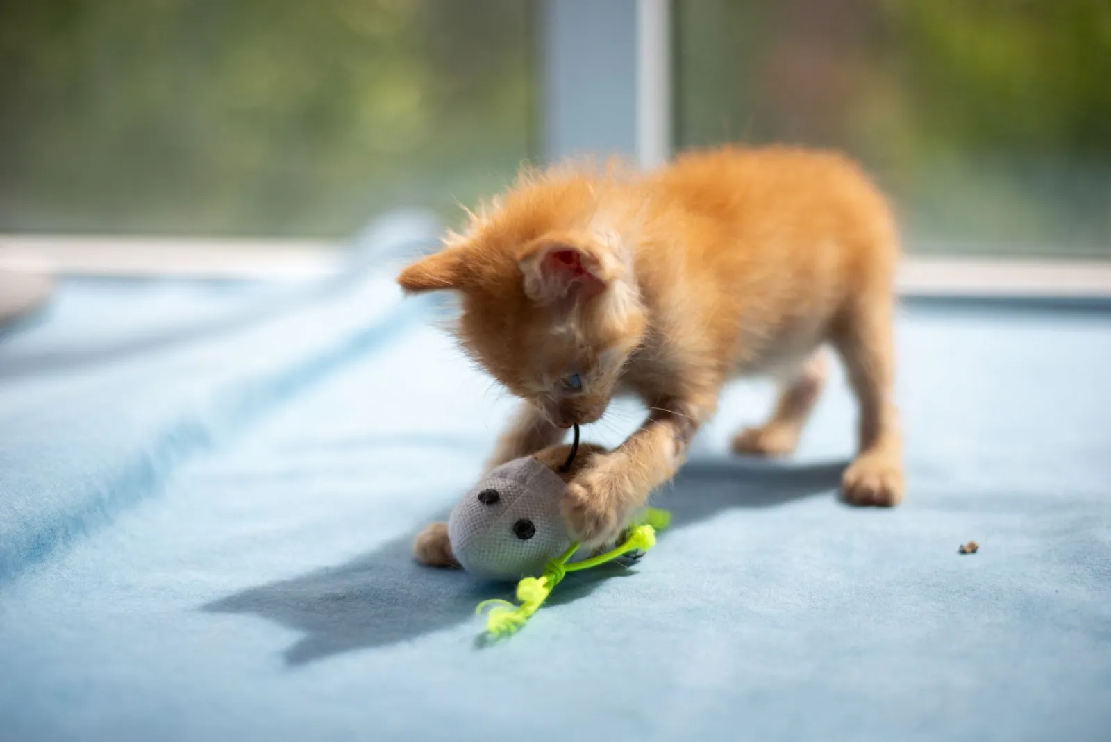 Quale topo giocattolo per gatti scegliere?