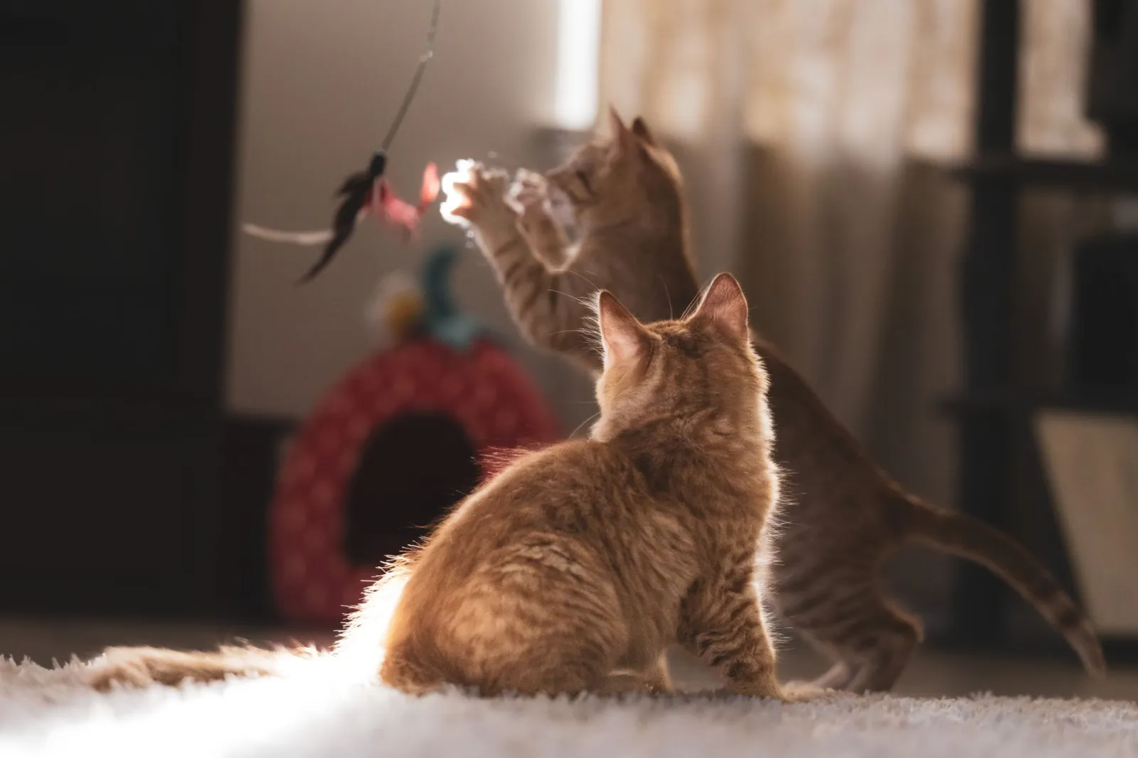 gatto che gioca con un giocattolo