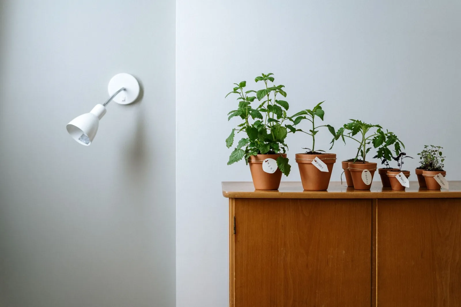 Piante da interno poca luce: come scegliere le migliori