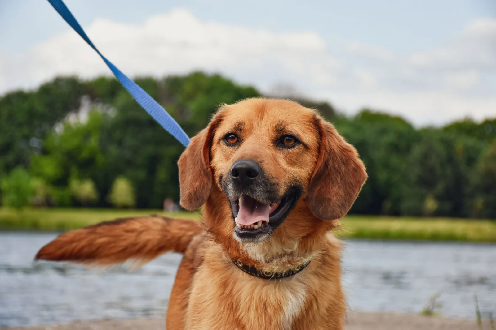 guinzaglio per cani in nylon