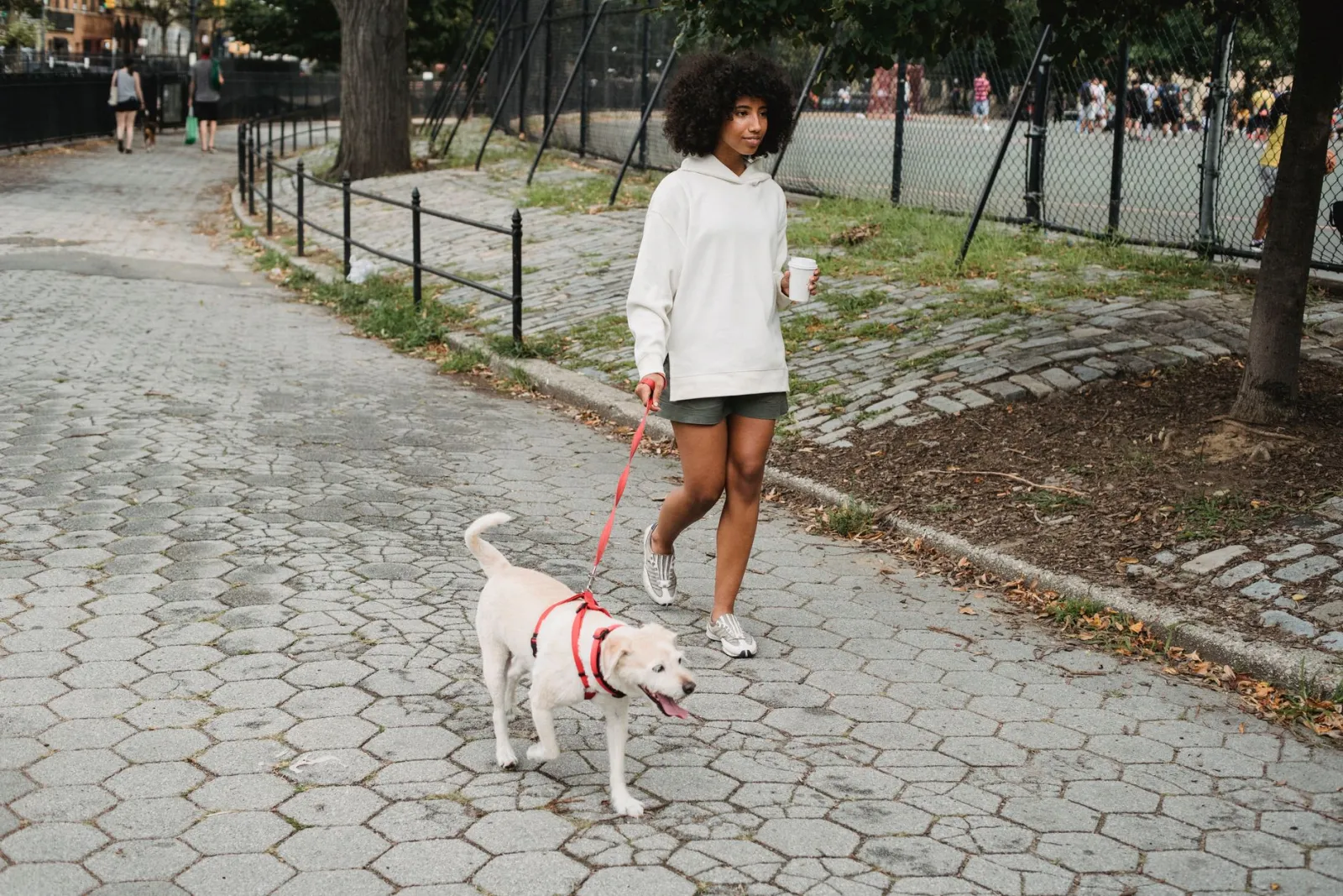 lunghezza del guinzaglio per cani
