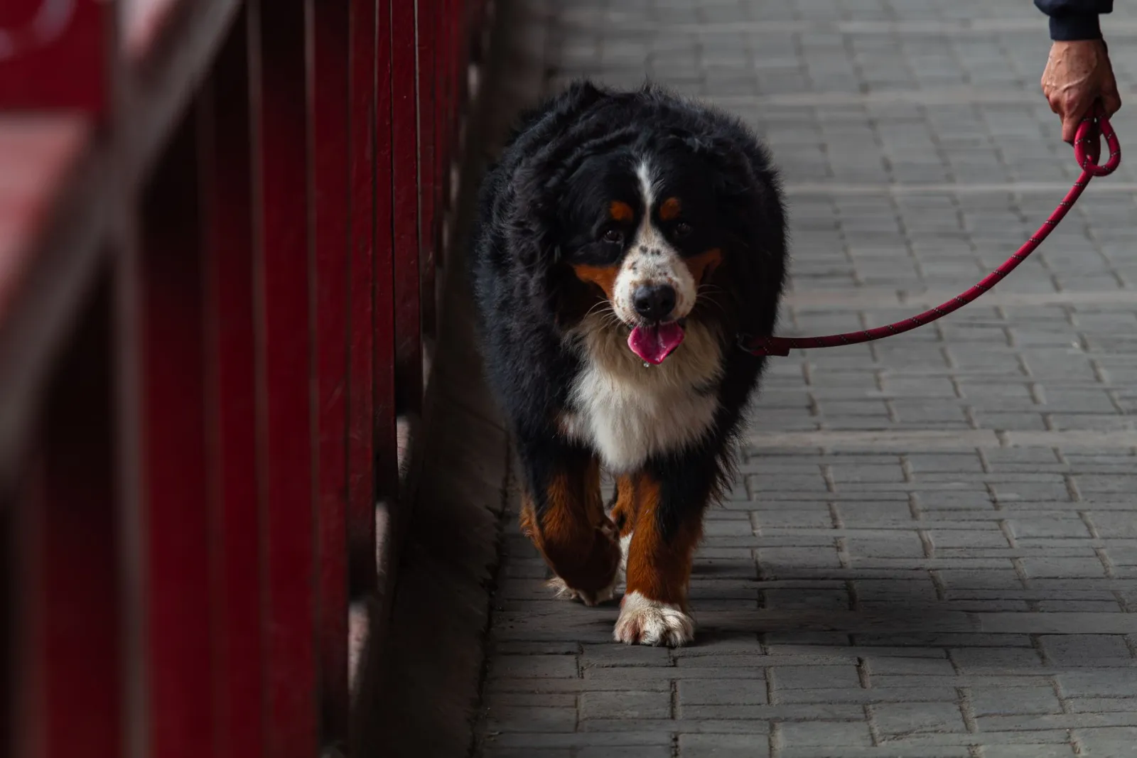 guinzaglio per cani di grossa taglia