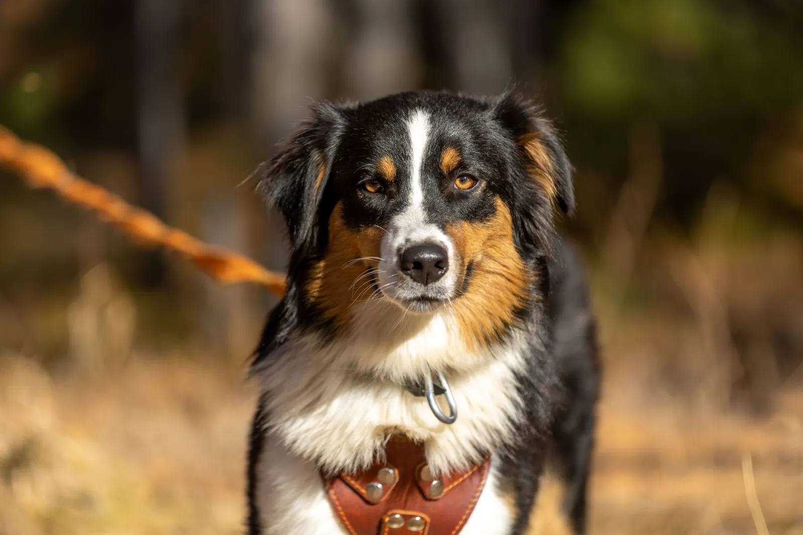 guinzaglio in pelle per cani