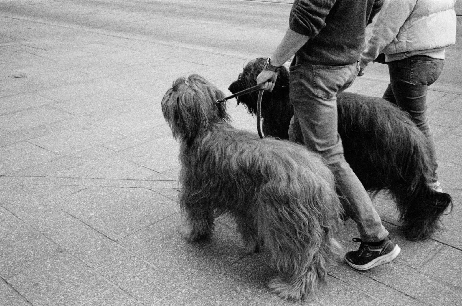 due cani al guinzaglio