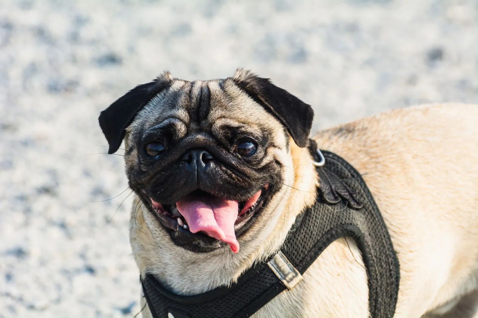 primo piano pettorina per cani