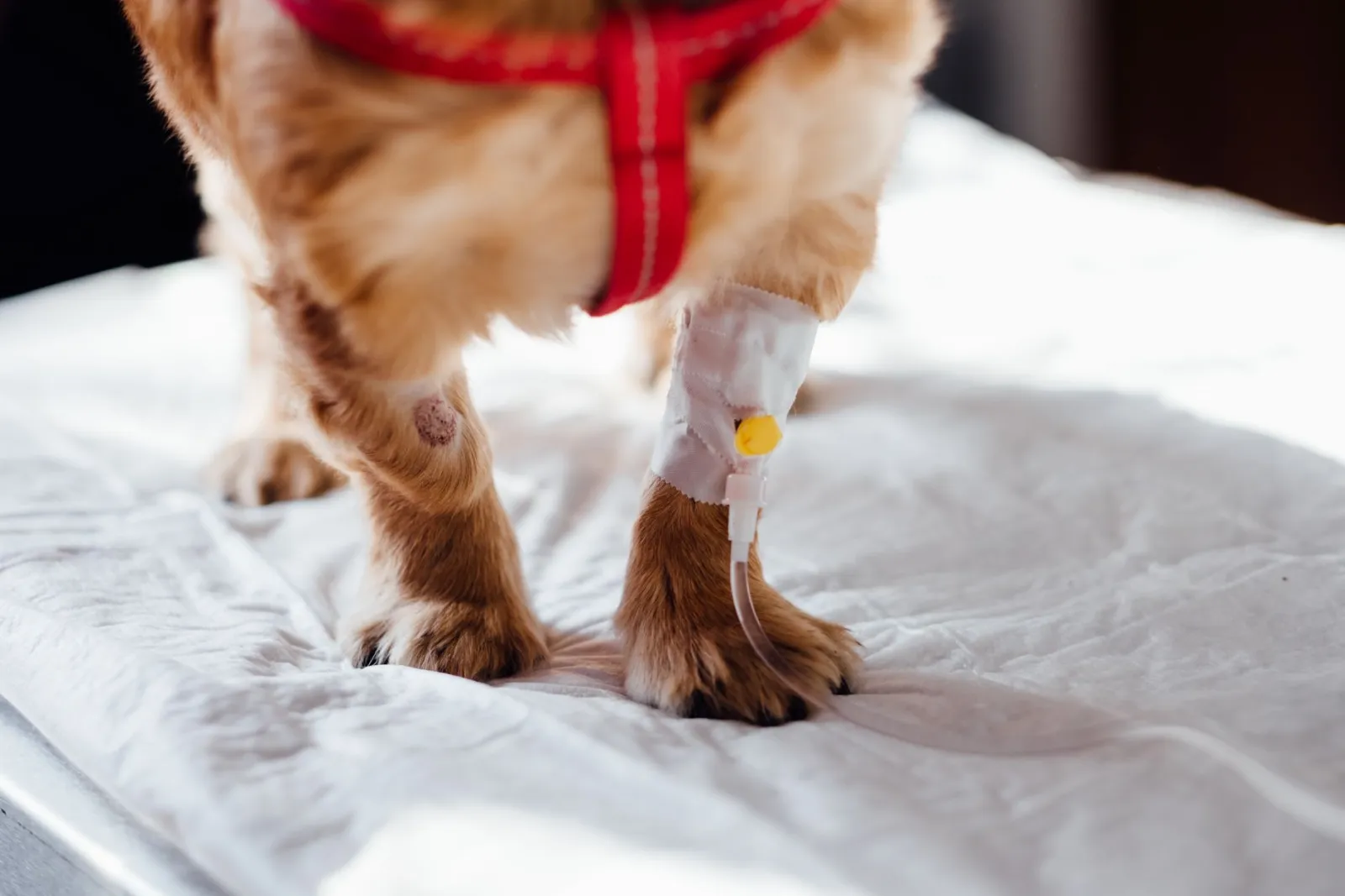 zampa di cane ferita