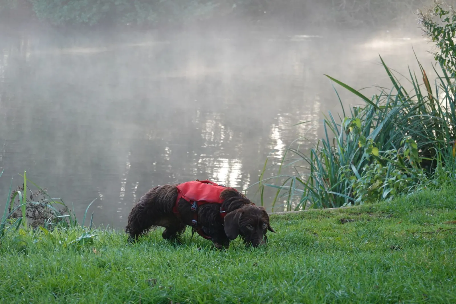 cane riflettente con gilet di notte