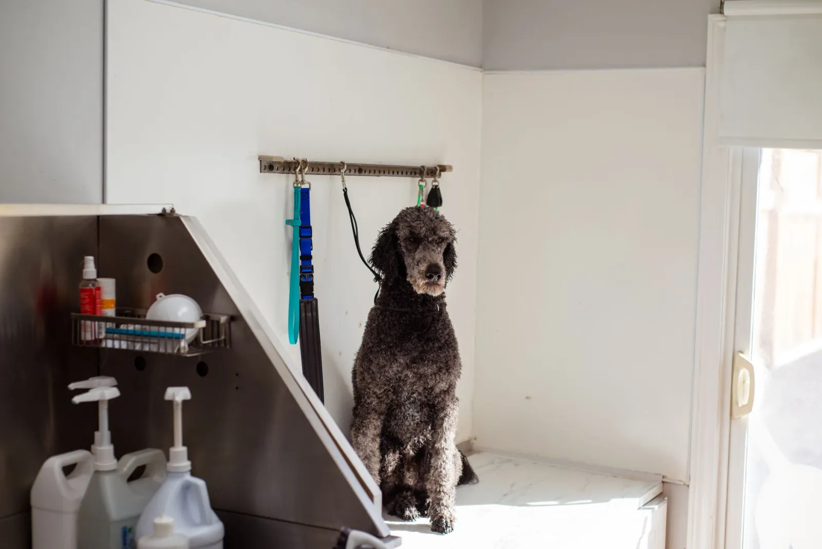 salone di toelettatura per cani