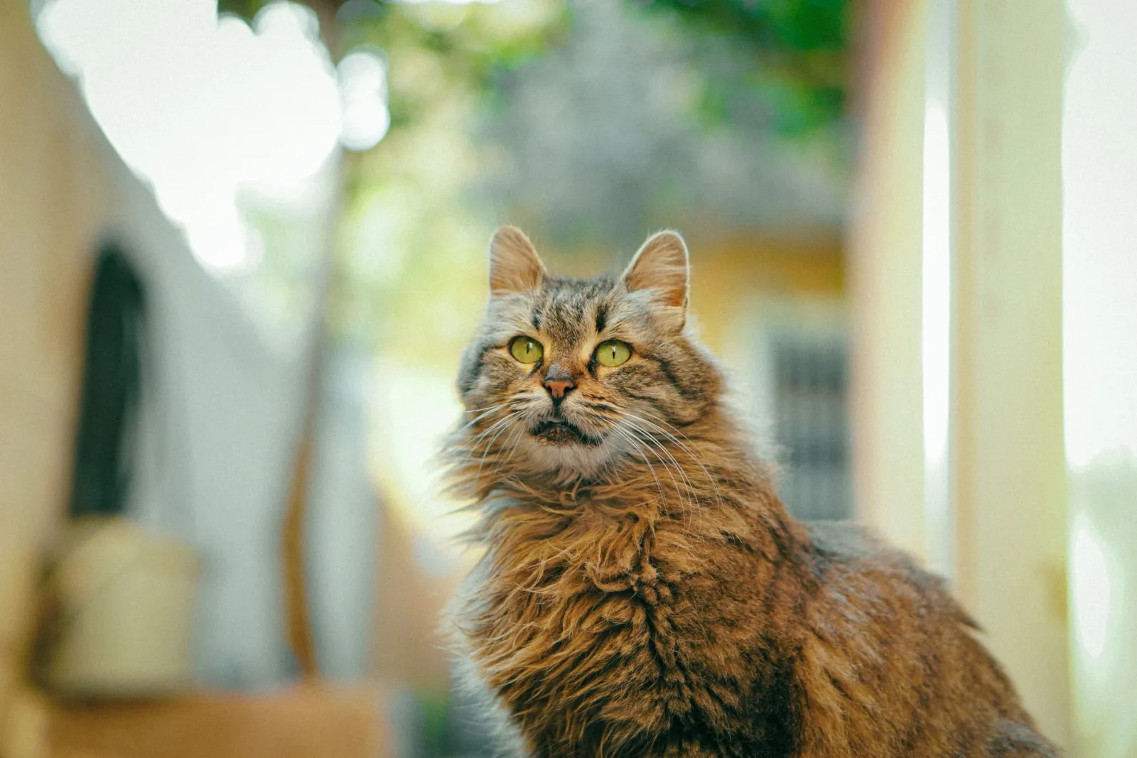 Come capire cosa vuole il mio gatto?