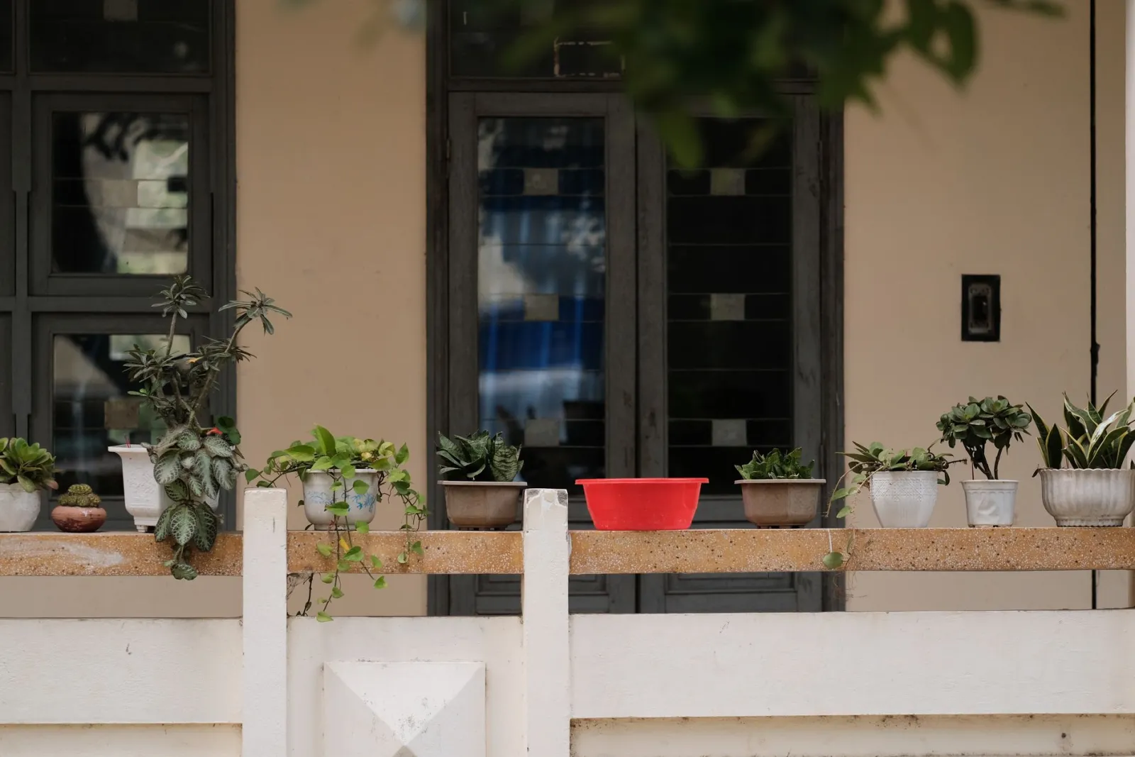 piante in vaso sul balcone