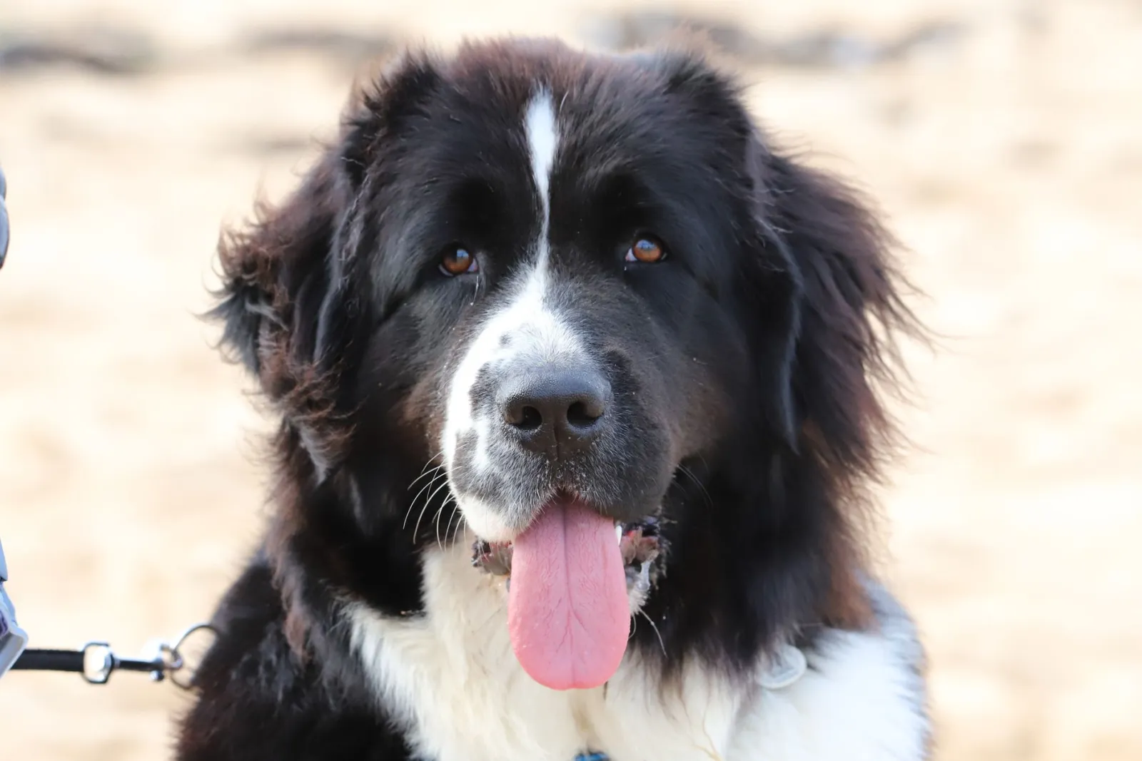 Ritratto di cane Terranova
