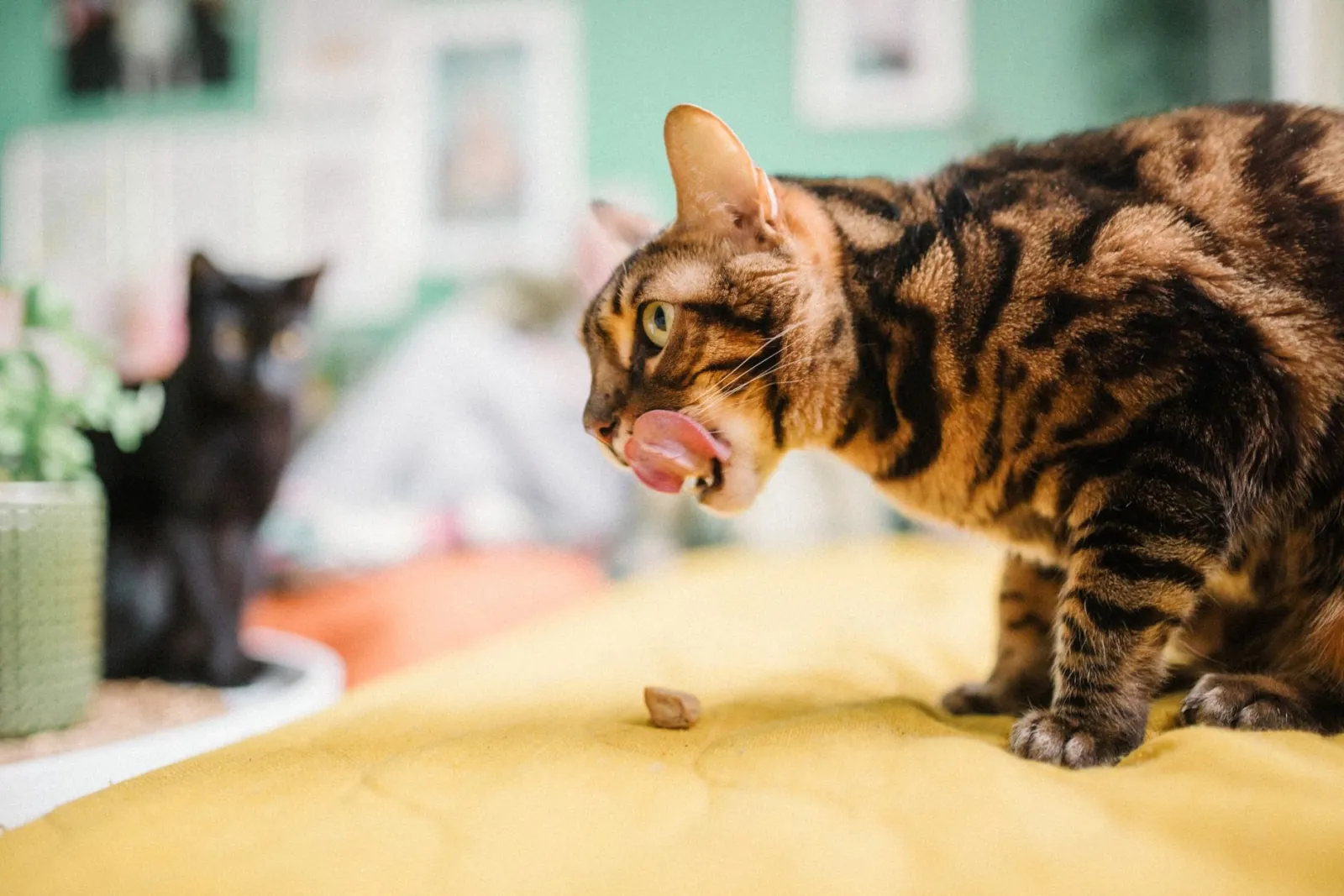 Come sono di carattere i gatti Bengala?