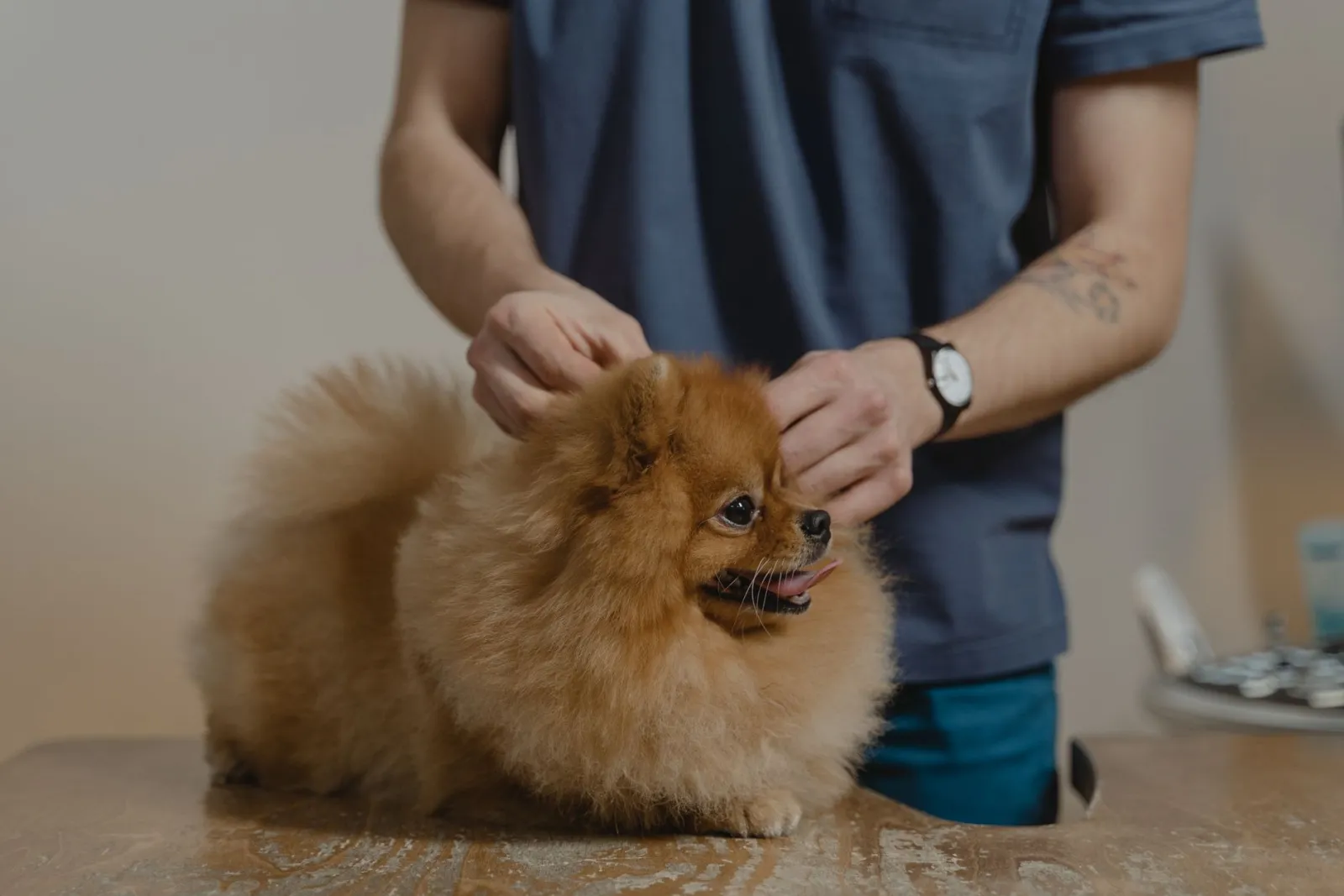 trattamento antipulci per cani