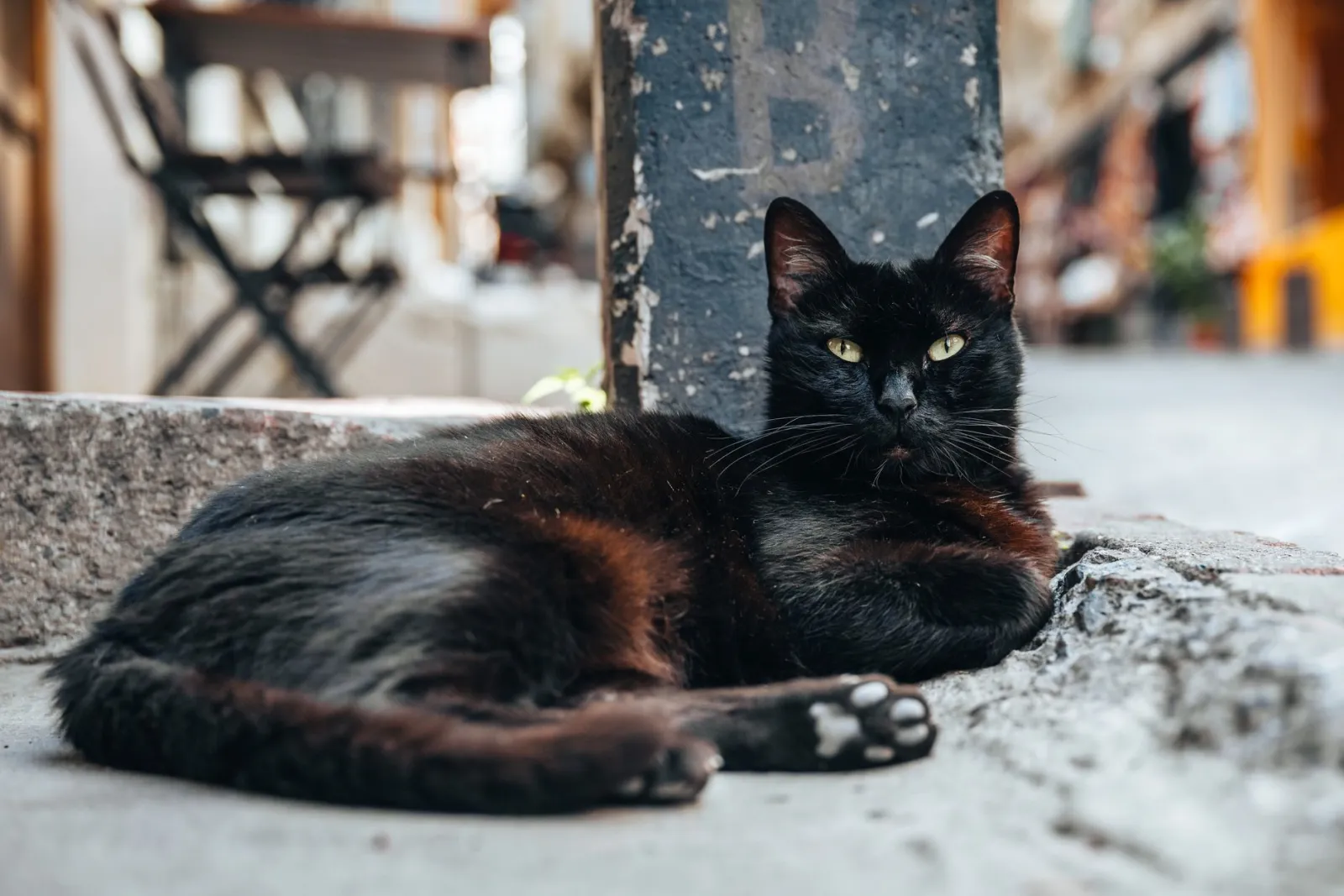 Cosa simboleggia il gatto nero?